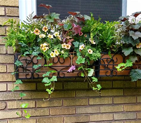 metal window boxes for plants|easiest plants for window boxes.